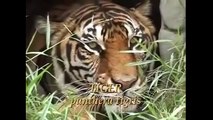 lion vs tiger fight - Lion vs Tiger Real Fight 2016   Lion vs Tiger Best Attack Compilations HD