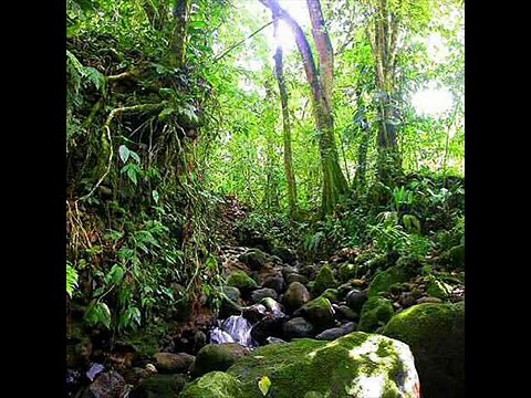 Terence mckenna - How To Take Psychedelics Pt.1