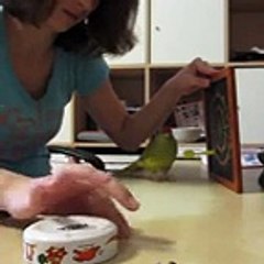 A chacun sa facon de jouer aux fléchettes ! Cet perroquet est quand même doué