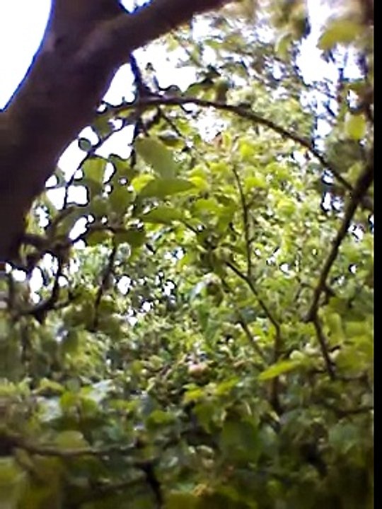 Jungle Survival in the Amazon rainforest