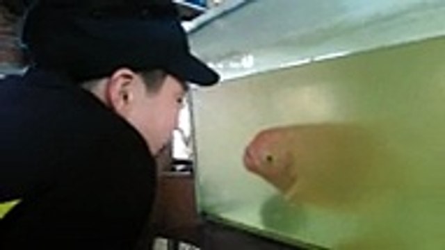 Un enfant hors d'un aquarium imite un poisson qui fait des grimaces en ouvrant sa bouche