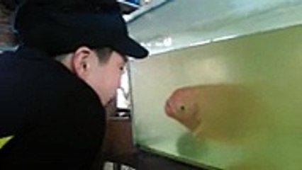 Un enfant hors d'un aquarium imite un poisson qui fait des grimaces en ouvrant sa bouche