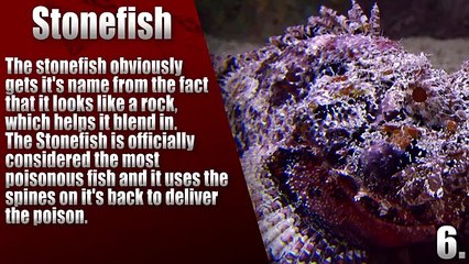 TOP 10  Most Poisonous Animals in the world 2016