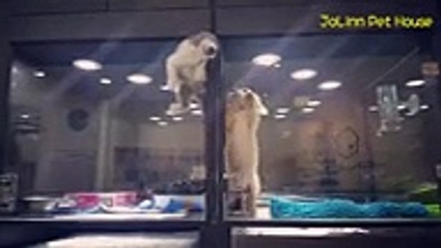 La ruse d’un chaton pour rejoindre son ami le chiot dans une animalerie.Déchirant !