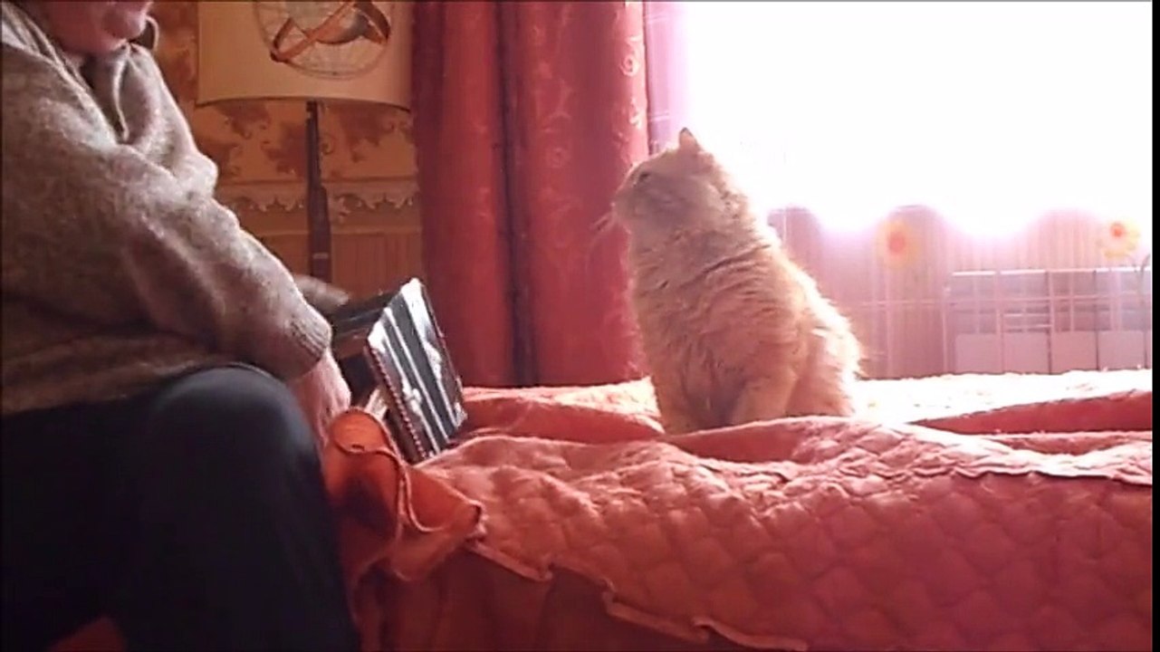 You won't believe how this cat reacts to accordion music!