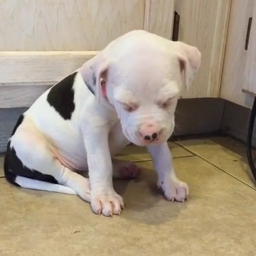 Sleepy puppy falls asleep sitting up
