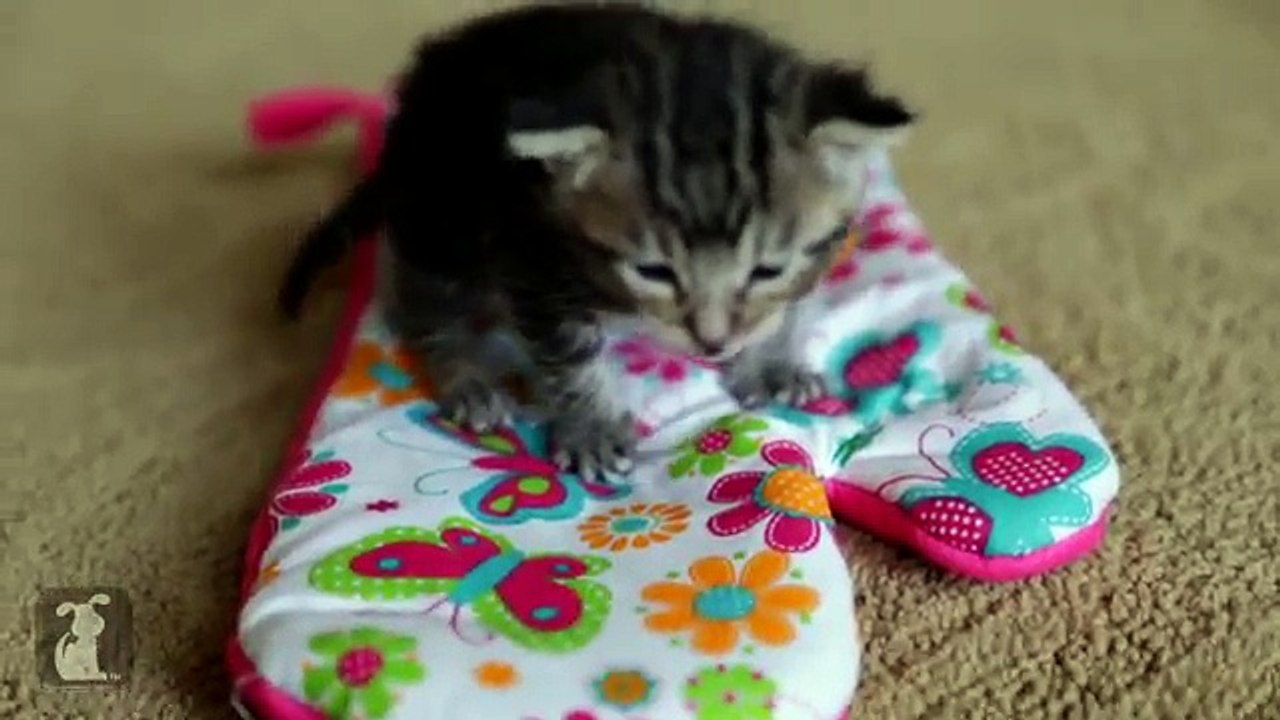 Un Gattino Alle Prese Con Un Guanto Da Cucina: Non Riuscirete A Non Innamorarvene