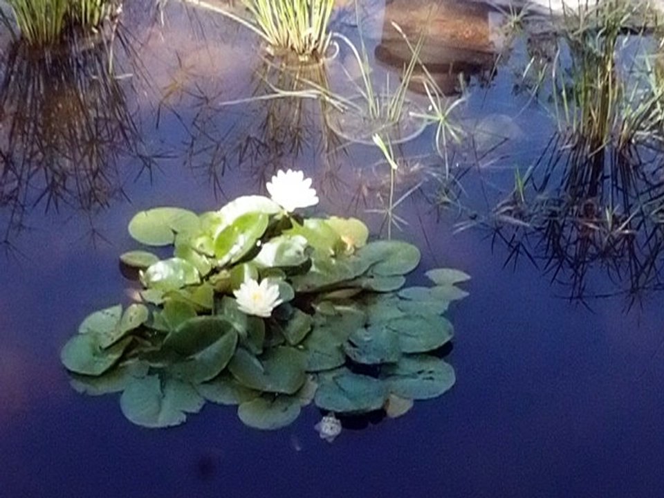 le tinta(mare) à grenouilles, dans le silence des Lotus