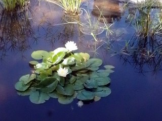 le tinta(mare) à grenouilles, dans le silence des Lotus