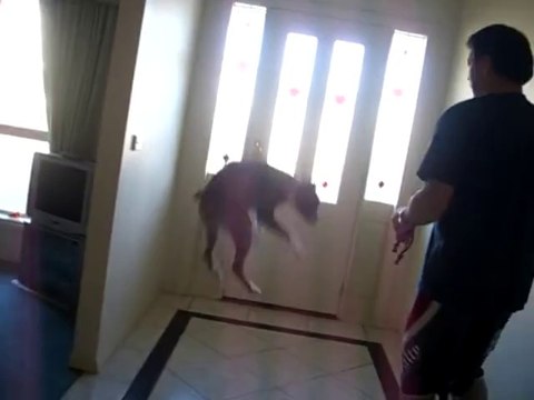 Ce chien apprend que c'est l'heure de la promenade et va devenir FOU