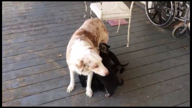 Dur dur d'etre maman de 8 chiots... Pauvre mere