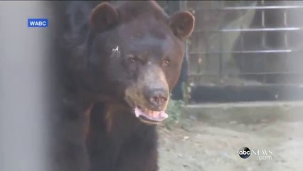 Ce chat devient l'ami d'un ours dans un zoo! tellement mignon