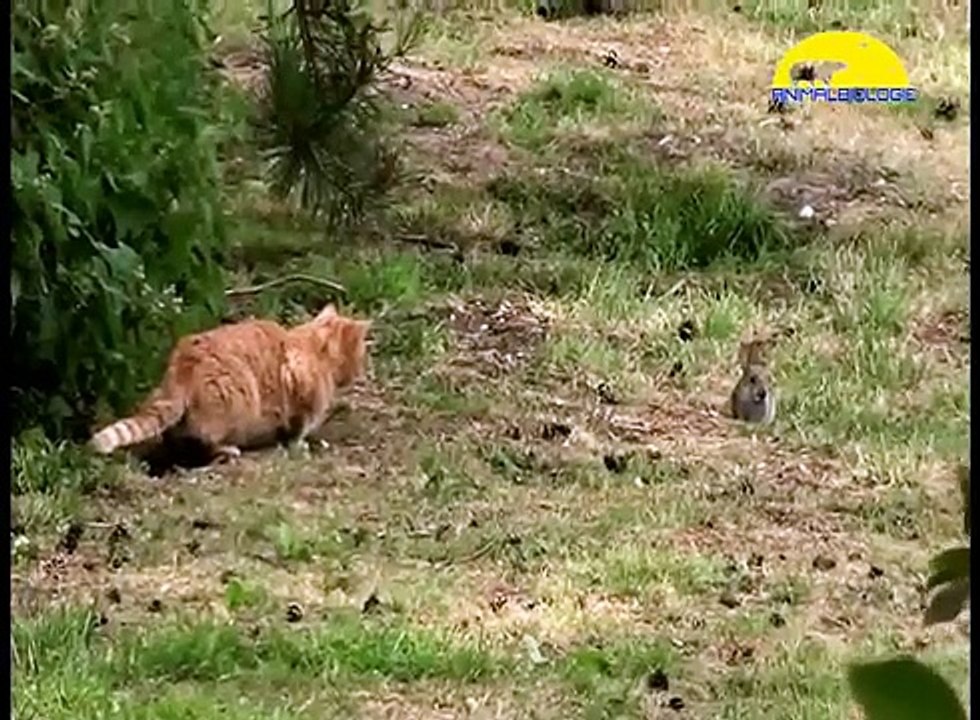 Top 7 Best Cats Attack Ever -