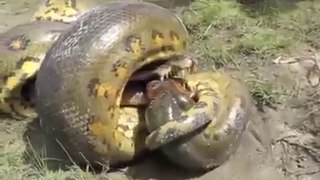 Shocking Animal Attack - Anaconda VS Aligator