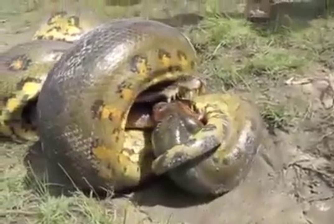 Shocking Animal Attack - Anaconda VS Aligator