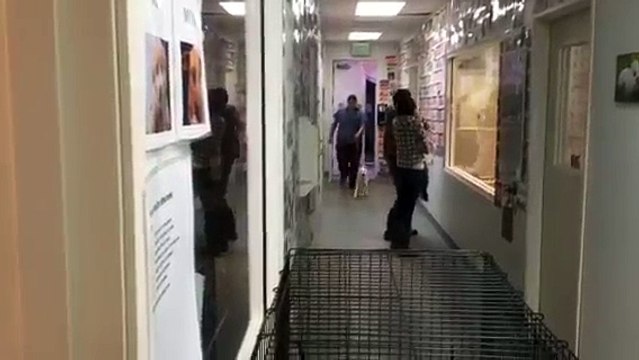 Il Cane Si Perde Per 22 Lunghi Giorni. Quando Incontra Il Suo Padrone? Da Lacrime!