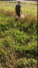 Erik dig potatoes in his garden, Sweden.
