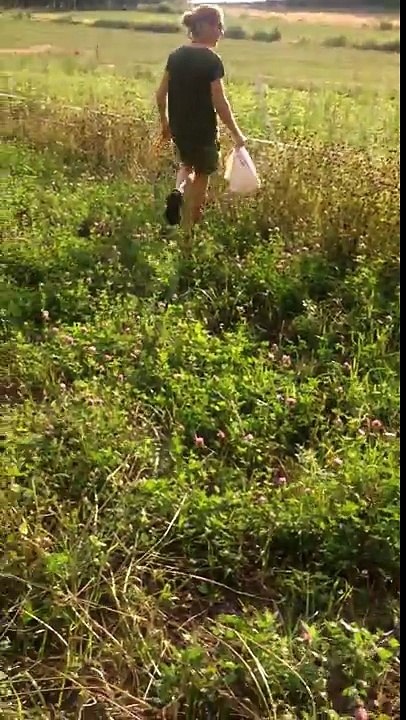 Erik dig potatoes in his garden, Sweden.