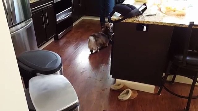 Il Padrone Dice La Parola 'DOCCIA'...e il Suo Cane Cosa Fa!? ESILARANTE