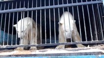 モスクワ巡回動物園「サファリ」のホッキョクグマ