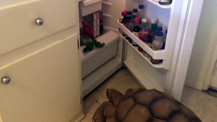 You won't believe what this giant tortoise has the munchies for!