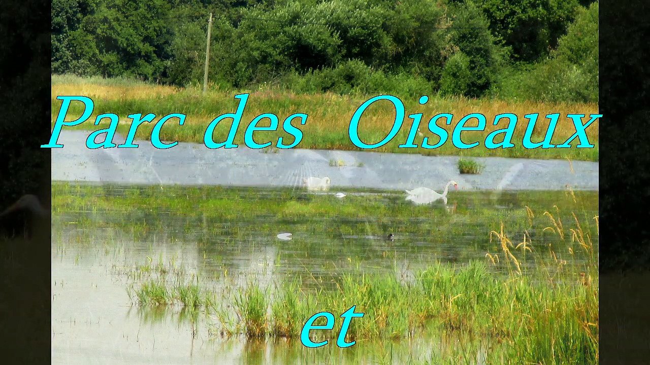 Ain  -Oiseaux en Dombes -
