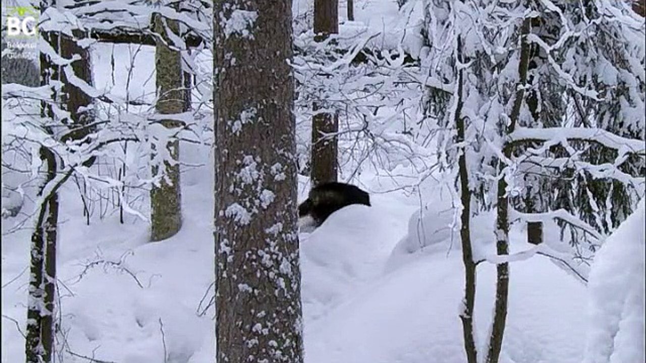 chad hatten houston, houston chad hatten houston houston chad hatten v usa v usa , crime crime crime crime crime