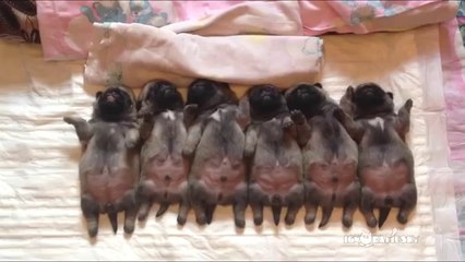 Line of sleeping puppies