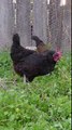 Grow a grazing garden for your chickens with CHX MIX!