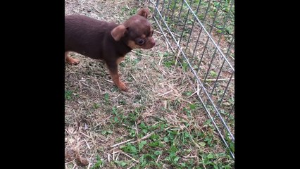 Chihuahua du Domaine des Cassanos