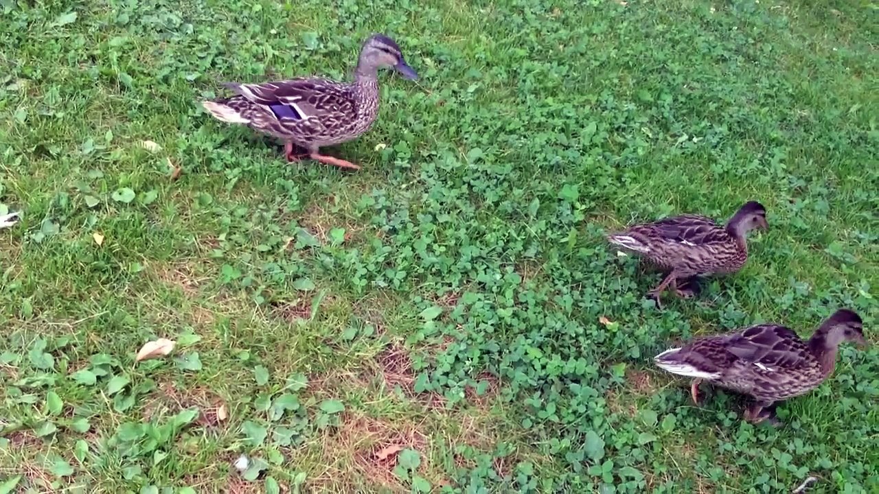 Ducks at Oosoola Park