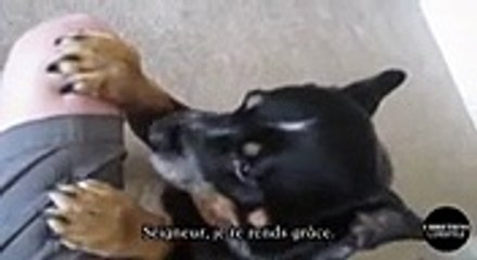 ce chien va vous faire craquer car il prie avant chaque repas