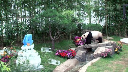 Corée du Sud: une fête d'anniversaire organisée pour deux pandas