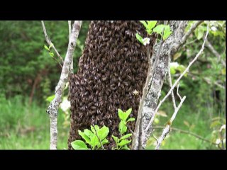 un essaim d'abeilles, la-fontaine.tv