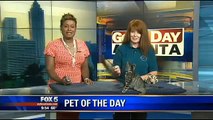 LOL: Excited kitten takes bouncing leap during Good Day Atlanta