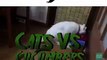 Cat VS Cucumber,Funny Moments Video