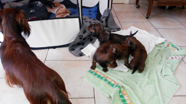 10 juillet, les chiots auront 1 mois dans 3 jours