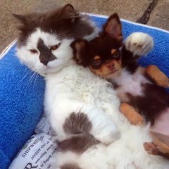 Ce chat et ces chiots piquent un petit roupi. MDR !!