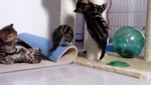 funny dancing cats