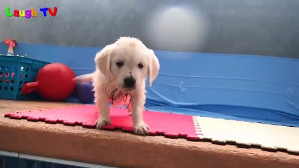 Cutest Golden Retriever Puppies  Of All Time Videos Compilation