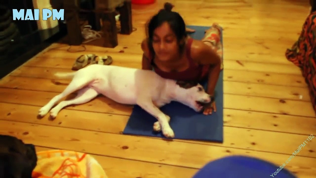 Cute Dogs and Cats Annoying & Interrupting Yoga Compilation