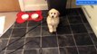 Cute Puppies Doing Funny Things - Cute Dogs And Puppies Doing Funny Things