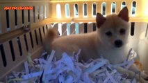 Funny And Cute Shiba Inu Puppies Compilation 2016  - NEW HD