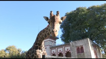 El zoológico de Buenos Aires comienza su transformación en un parque ecológico