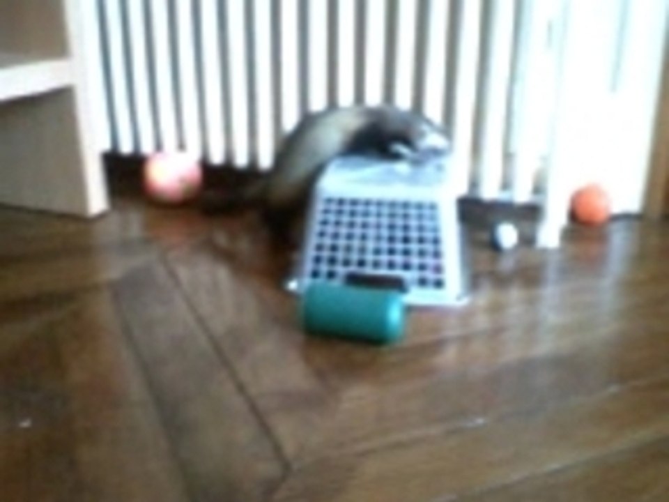 nouveau joujou furets