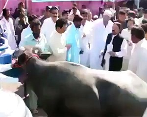 Must Watch Cow Attacked CM Sindh Qaim Ali Shah