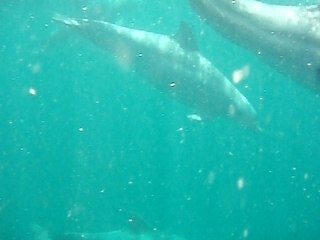 Petite terre juillet 07 claire et yann (212) dauphins 1