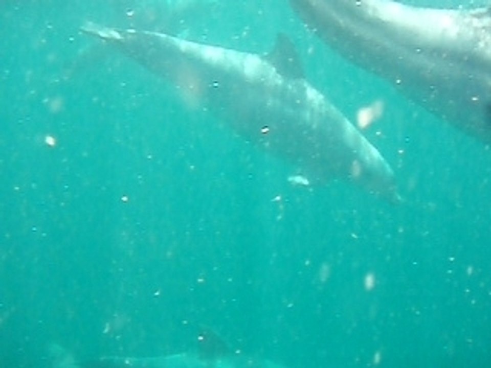 Petite terre juillet 07 claire et yann (212) dauphins 1