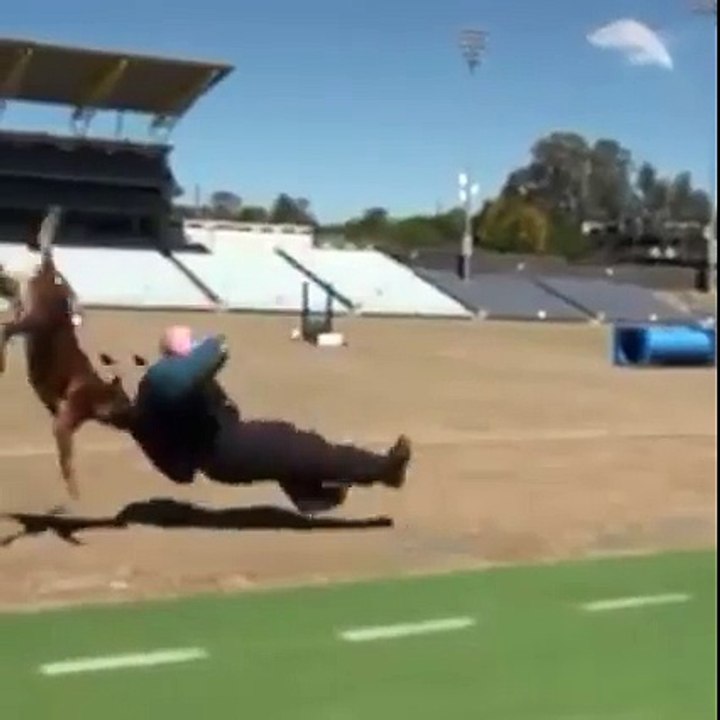 This dog is a savage, he Ragdolled him.