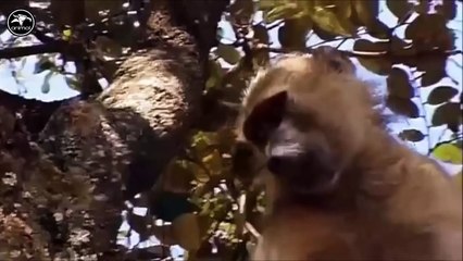 ANIMALES ASESINOS